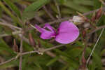 Eastern milkpea